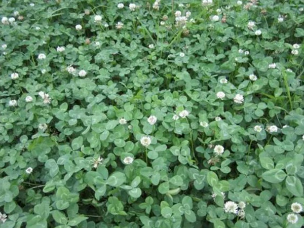 白三葉種植技術和方法,報價哪家靠譜 白三葉種植技術和方法,報價哪家靠譜