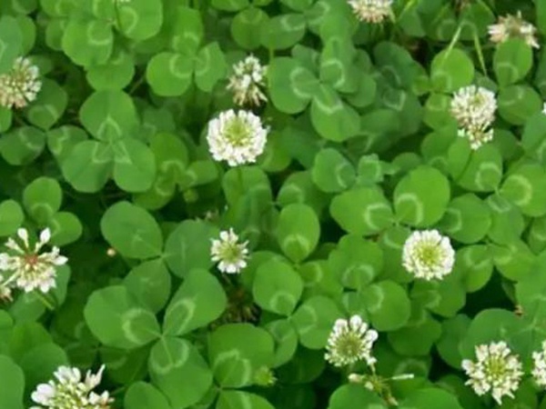 白三葉種植技術和方法,報價哪家靠譜 白三葉種植技術和方法,報價哪家靠譜