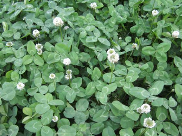 白三葉建植方法和養護管理關鍵的技術 白三葉建植方法和養護管理關鍵的技術