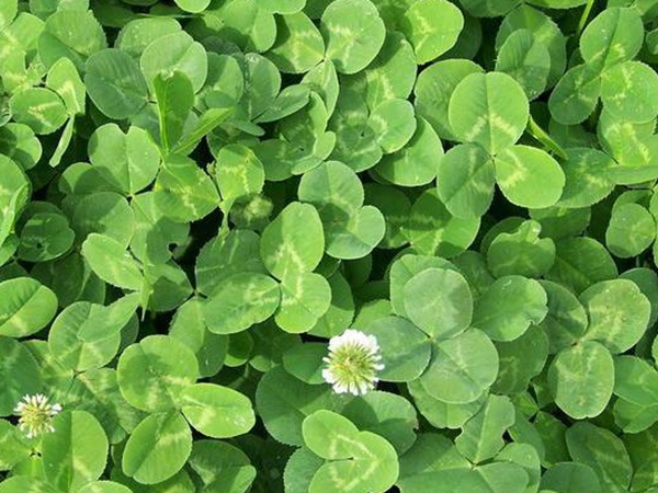 白三葉建植方法和養護管理關鍵的技術 白三葉建植方法和養護管理關鍵的技術