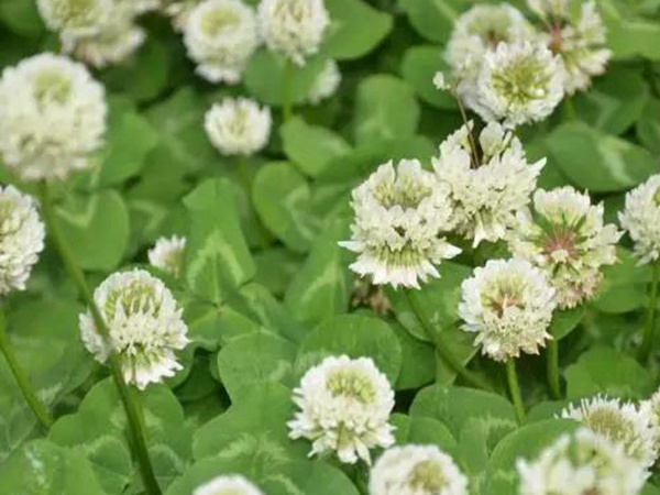白三葉建植方法和養護管理關鍵的技術 白三葉建植方法和養護管理關鍵的技術