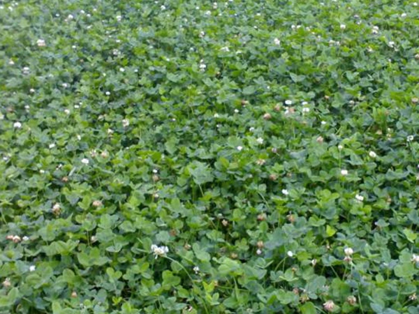 白三葉建植方法和養護管理關鍵的技術 白三葉建植方法和養護管理關鍵的技術