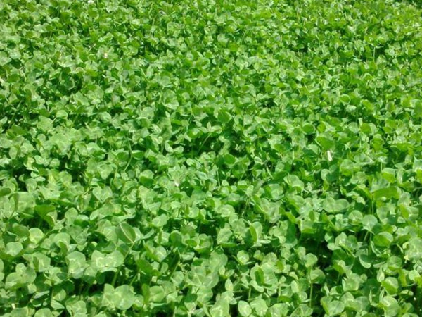 白三葉建植方法和養護管理關鍵的技術 白三葉建植方法和養護管理關鍵的技術