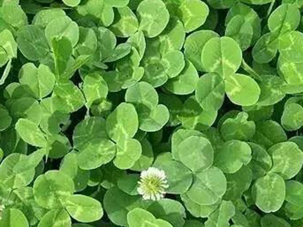 白三葉品種——克朗德 白三葉品種——克朗德