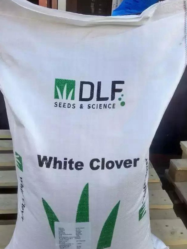 白三葉品種——克朗德 白三葉品種——克朗德