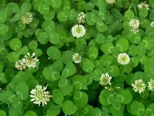 1589445351638560.jpg 微信圖片_20200514163050.jpg