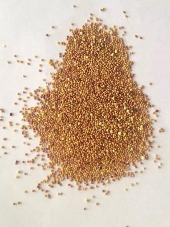 每日推薦白三葉種子—— 克朗德 每日推薦白三葉種子—— 克朗德