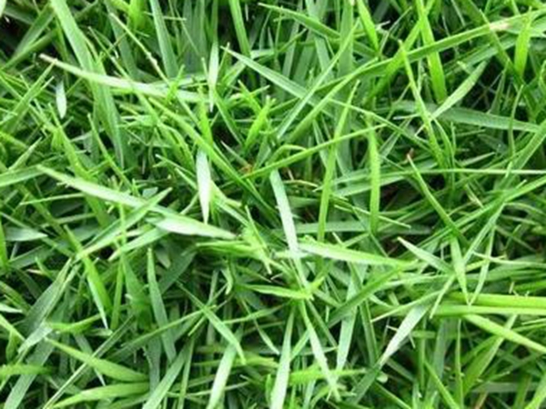 常見的草坪草種種類——日本結縷草 常見的草坪草種種類——日本結縷草