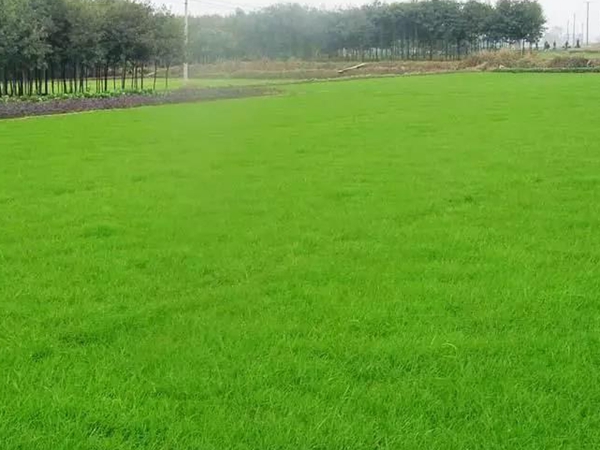 常見的草坪草種種類——日本結縷草 常見的草坪草種種類——日本結縷草