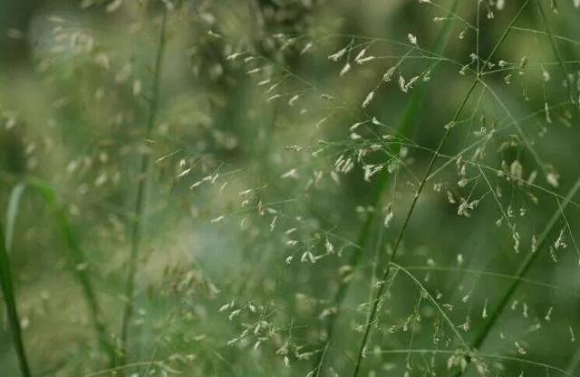 彎葉畫眉草——園林不可缺少的草坪種子 耐旱植物 彎葉畫眉草——園林不可缺少的草坪種子 耐旱植物