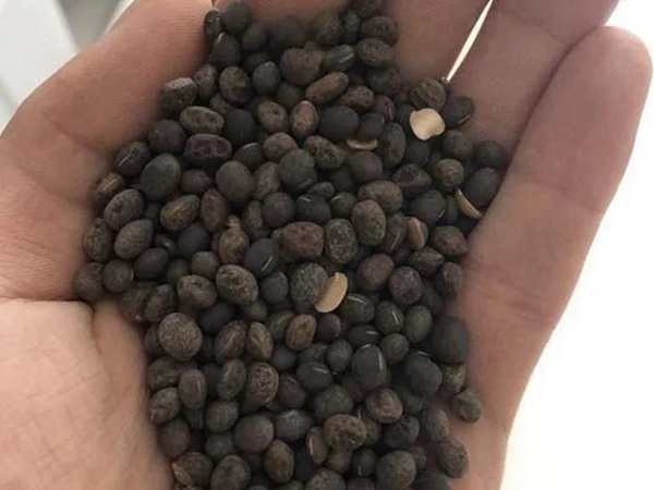 毛苕子的種植方法以及管理技術(shù)