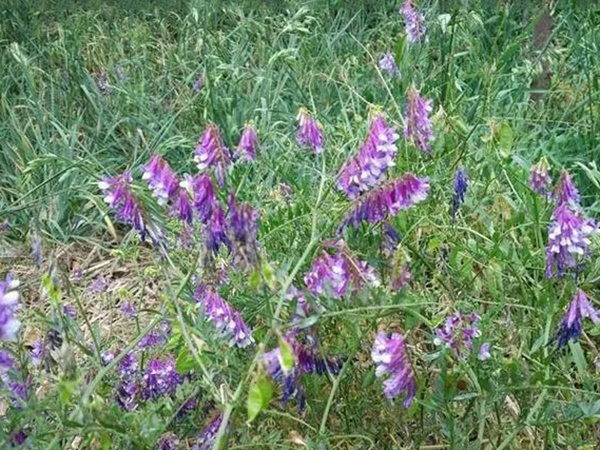 毛苕子的種植方法以及管理技術(shù)