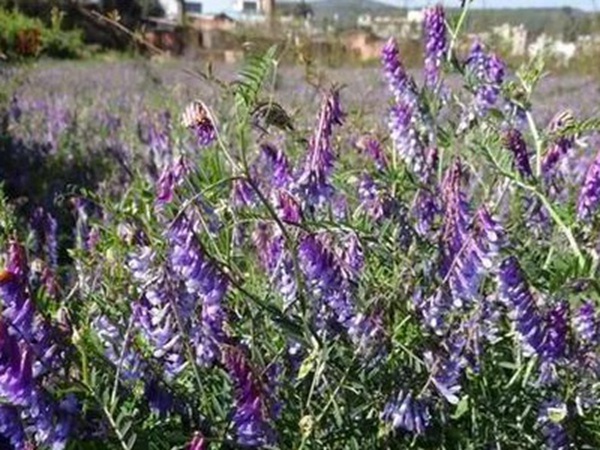 毛苕子的種植方法以及管理技術(shù)