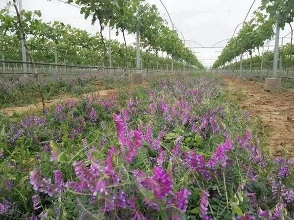 毛苕子的種植方法以及管理技術(shù)