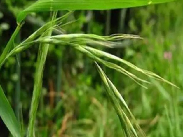 披堿草播種方法與經濟價值