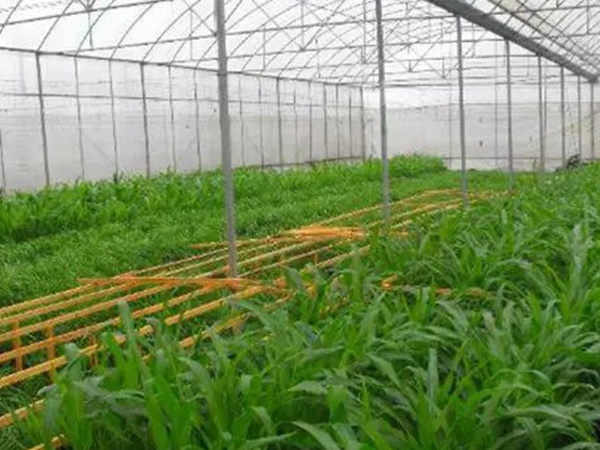 墨西哥玉米草如何種植,種植方法是什么 墨西哥玉米草如何種植,種植方法是什么