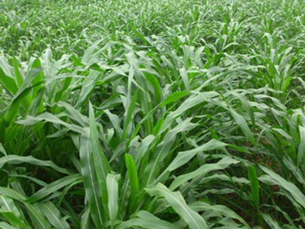 墨西哥玉米草如何種植,種植方法是什么 墨西哥玉米草如何種植,種植方法是什么