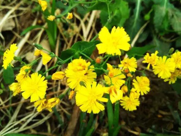 苦荬菜簡單介紹與營養價值 苦荬菜簡單介紹與營養價值