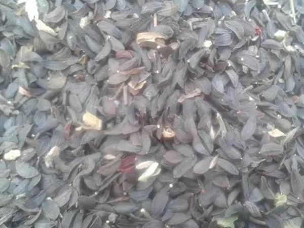 苦荬菜的栽培技術與播種方法 苦荬菜的栽培技術與播種方法