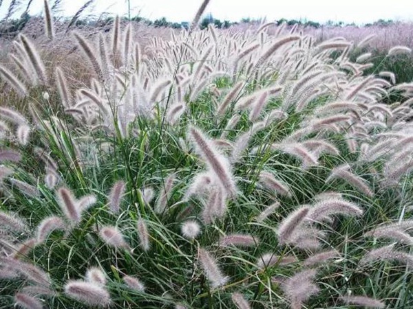 原來草也可以這么美麗--狼尾草 原來草也可以這么美麗--狼尾草