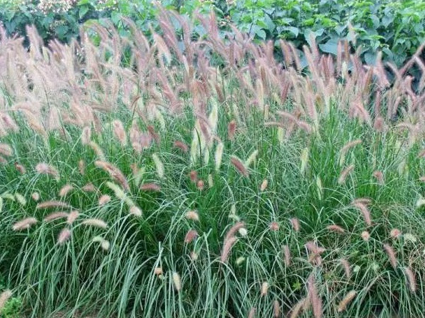 原來草也可以這么美麗--狼尾草 原來草也可以這么美麗--狼尾草