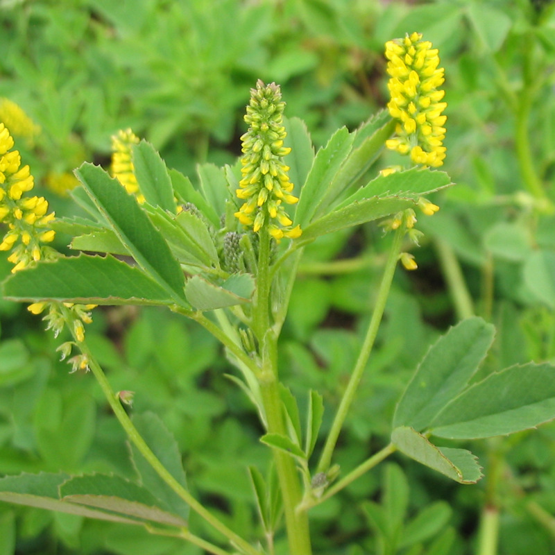 牧草種子——草木樨栽培技術 牧草種子——草木樨栽培技術