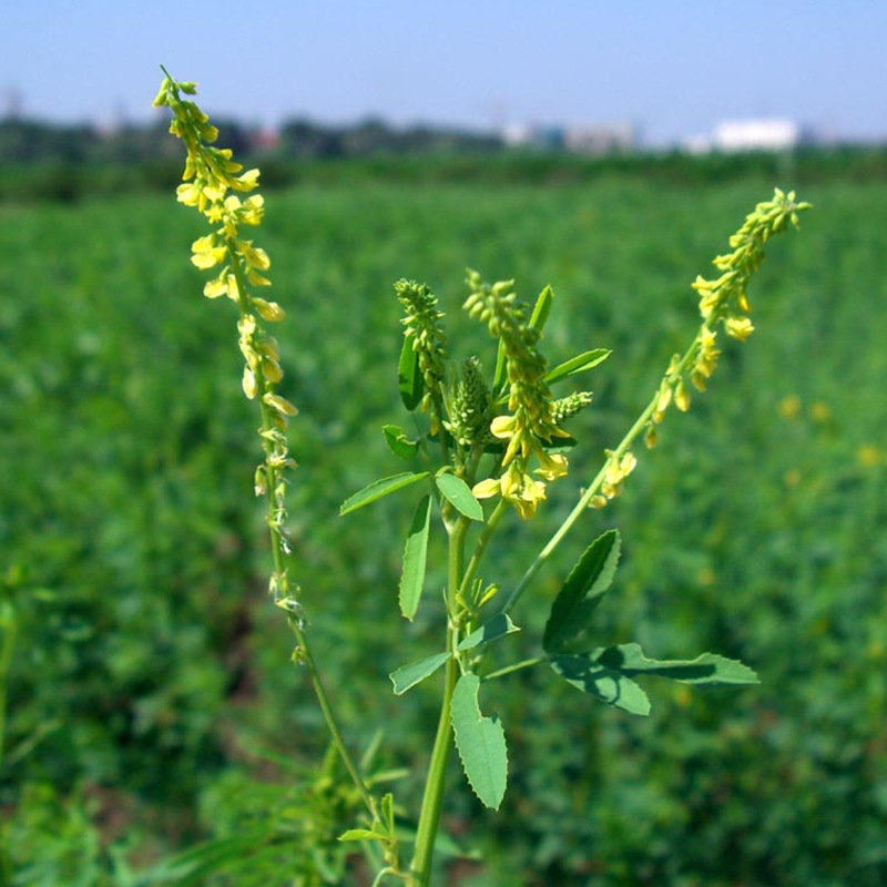 牧草種子——草木樨栽培技術 牧草種子——草木樨栽培技術