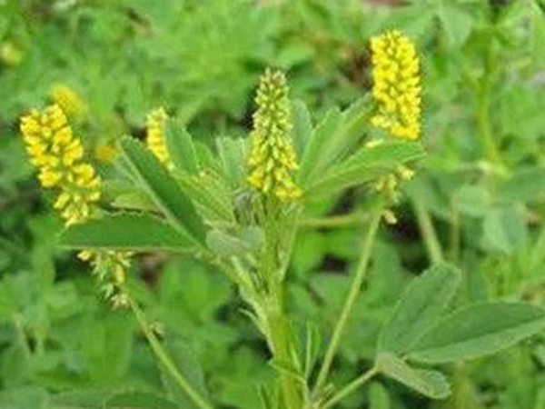 優(yōu)質(zhì)牧草種子——草木樨 優(yōu)質(zhì)牧草種子——草木樨