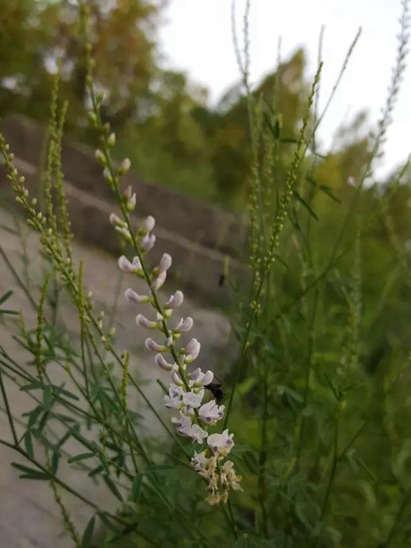 每日一種植——草木樨(狀黃耆) 每日一種植——草木樨(狀黃耆)