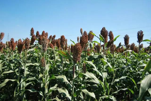 “北方”牧草種子——甜高粱,不僅用途廣,效益更是高! “北方”牧草種子——甜高粱,不僅用途廣,效益更是高!