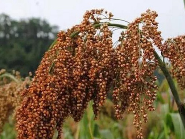 甜高粱簡單的種植方法,如何播種 甜高粱簡單的種植方法,如何播種