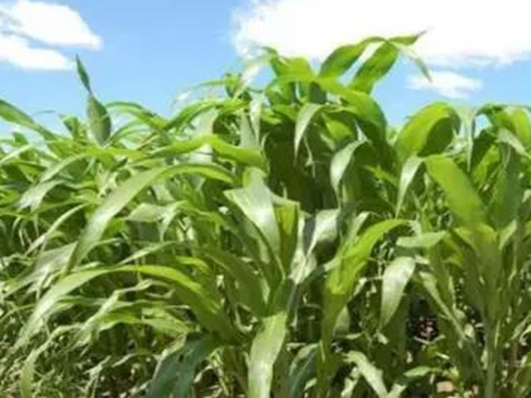 甜高粱栽培技術(shù)與管理方法 甜高粱栽培技術(shù)與管理方法