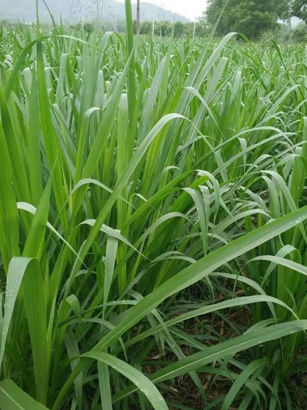 養(yǎng)魚種什么草種好？皇竹草喂草魚效果好，有什么方法