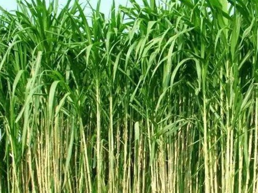 皇竹草養(yǎng)豬、喂雞可降低成本增加收入,栽培方法! 皇竹草養(yǎng)豬、喂雞可降低成本增加收入,栽培方法!