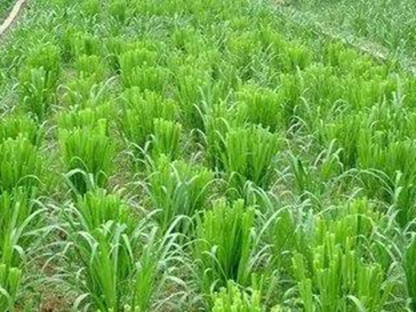 種植皇竹草養(yǎng)牛劃算嗎,一頭牛吃多少斤皇竹草 種植皇竹草養(yǎng)牛劃算嗎,一頭牛吃多少斤皇竹草