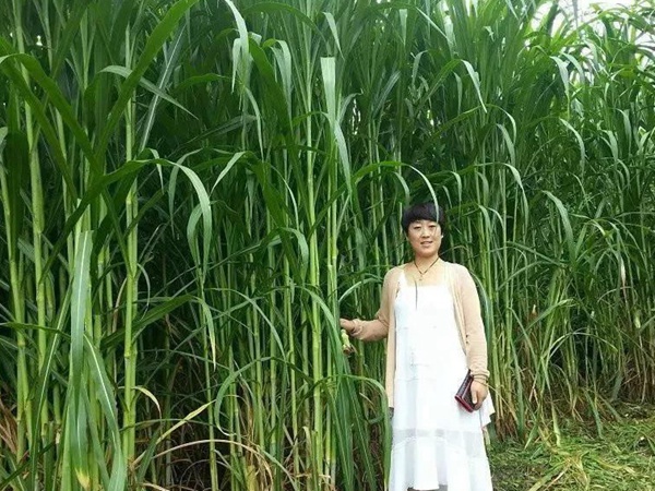 種植皇竹草牧草養(yǎng)牛，一畝地牧草可以養(yǎng)殖多少牛？