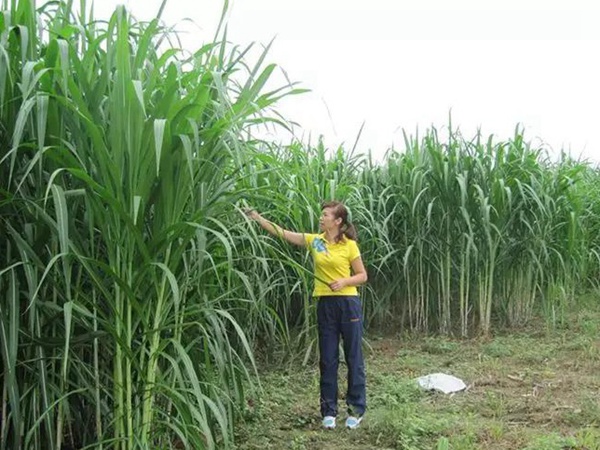 竹鼠粗糧—皇竹草種植方法與播種技術(shù) 竹鼠粗糧—皇竹草種植方法與播種技術(shù)
