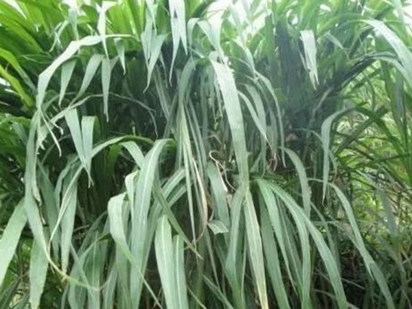 皇竹草種植經濟效益是什么?有什么作用? 皇竹草種植經濟效益是什么?有什么作用?