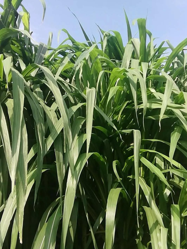 皇竹草介紹以及栽培技術 皇竹草介紹以及栽培技術