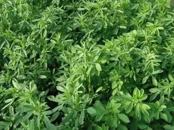 紫花苜蓿春季播種栽培技術 紫花苜蓿春季播種栽培技術