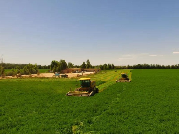 高品質牧草品種——紫花苜蓿（耐鹽之星）