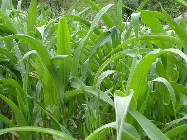 「蘇丹草」的種植方法以及種植方式 「蘇丹草」的種植方法以及種植方式