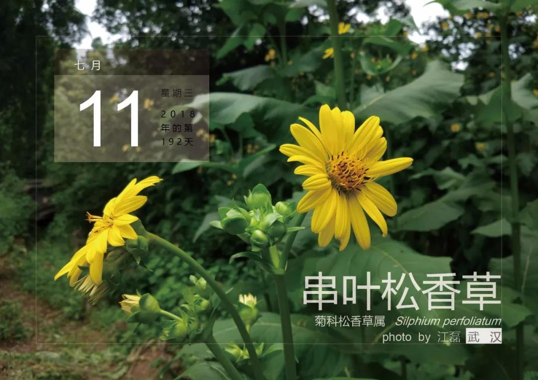 7月11——串葉松香草 7月11——串葉松香草