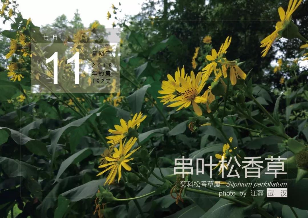 7月11——串葉松香草 7月11——串葉松香草