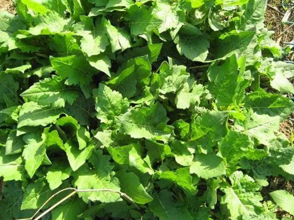 串葉松香草的營(yíng)養(yǎng)價(jià)值以及栽培技術(shù)介紹 串葉松香草的營(yíng)養(yǎng)價(jià)值以及栽培技術(shù)介紹