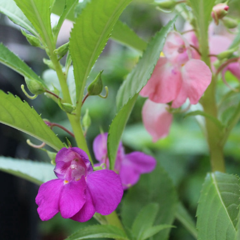 中國鳳仙 中國鳳仙