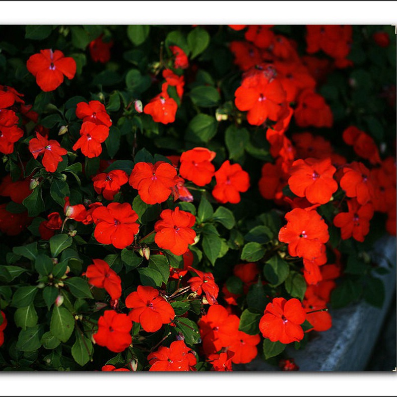 中國鳳仙 中國鳳仙