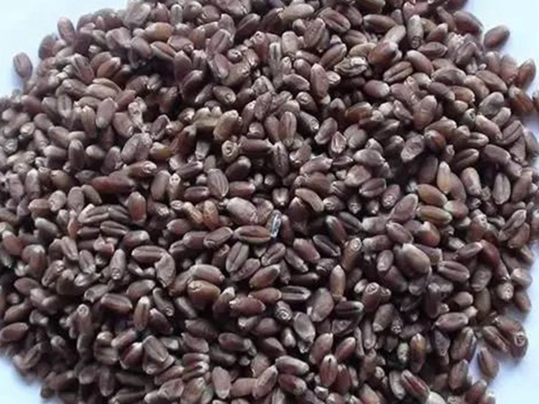 黑小麥牧草種子的經濟價值與作用 黑小麥牧草種子的經濟價值與作用