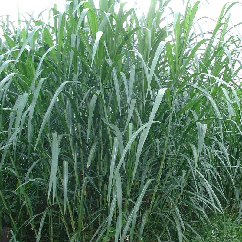 甜象草與皇竹草兩者有什么區別 甜象草與皇竹草兩者有什么區別