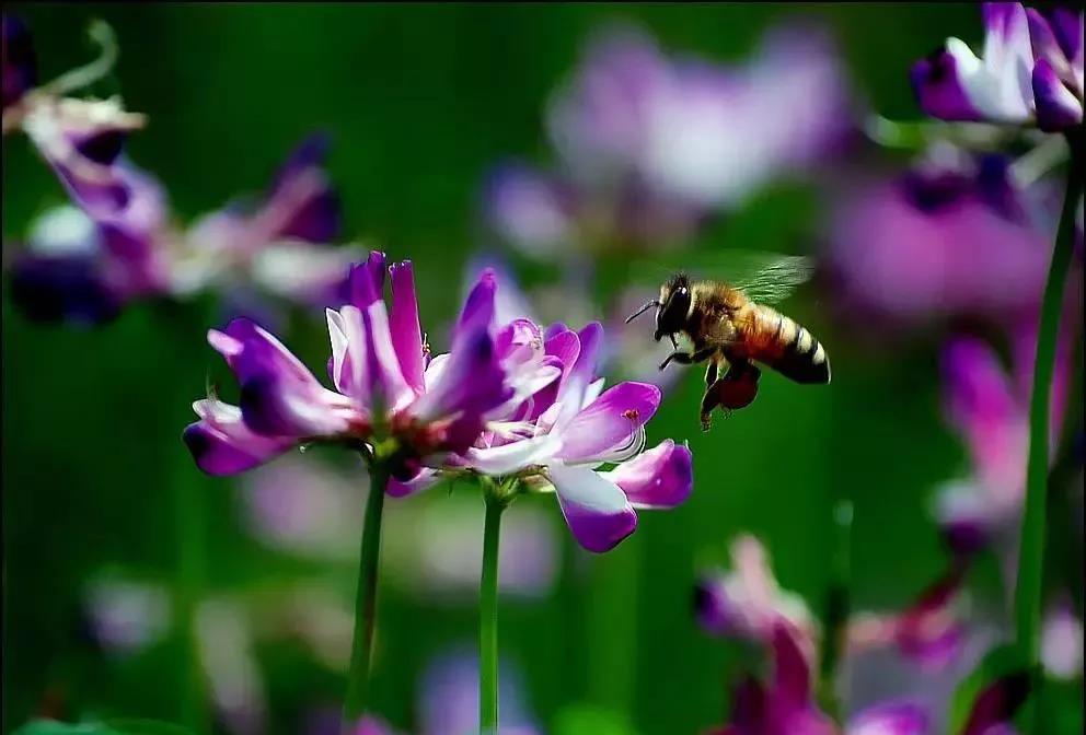 美麗的紫云英播種方法以及管理技術(shù) 美麗的紫云英播種方法以及管理技術(shù)